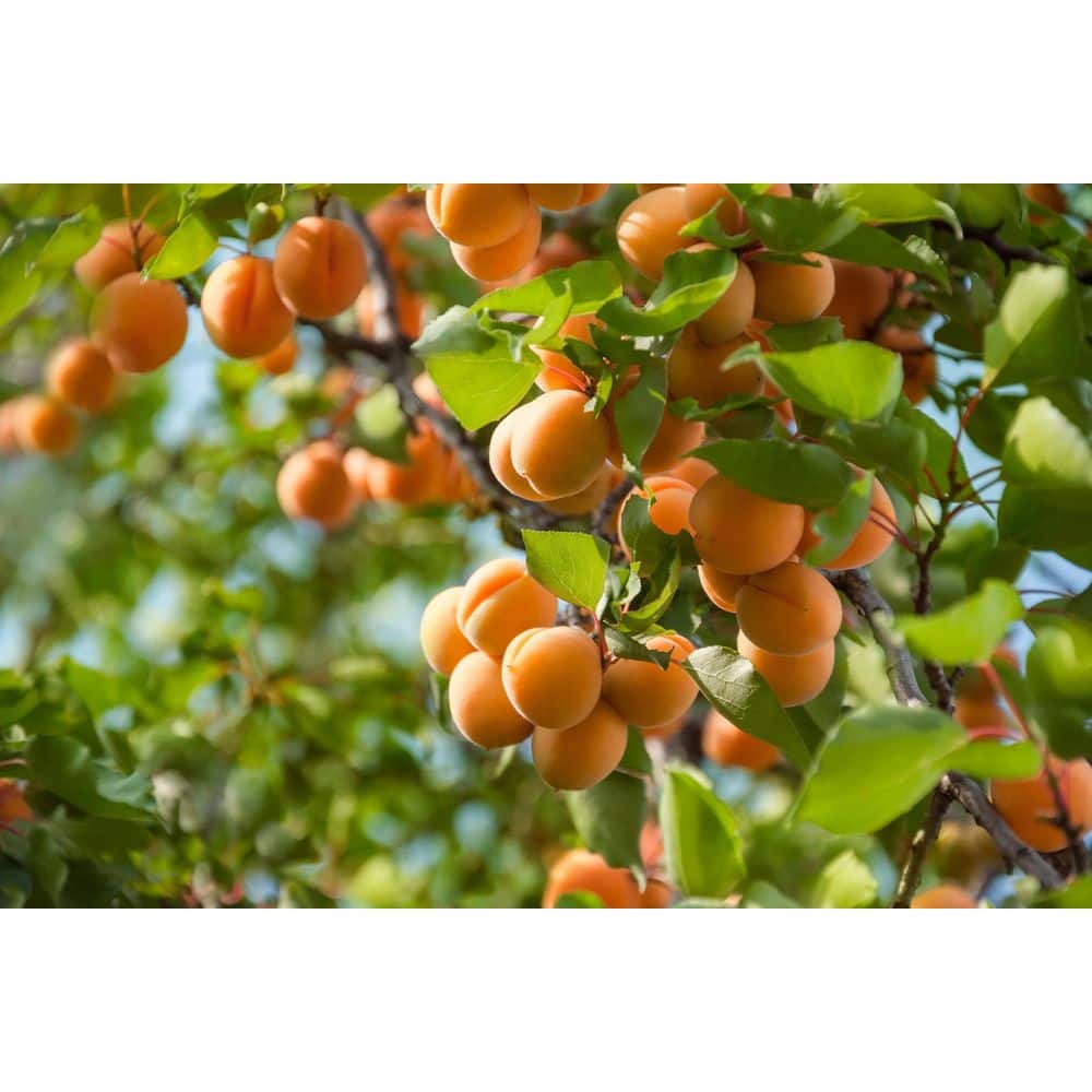 Online Orchards 3 ft. Blenheim Apricot Bare Root Tree with Renowned Excellent Flavor
