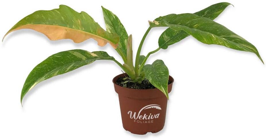 Wekiva Foliage Philodendron Ring of Fire - Live Plant in a 4 in. Pot - Philodendron Wendlandii x P. Tortum - Rare Indoor Houseplant