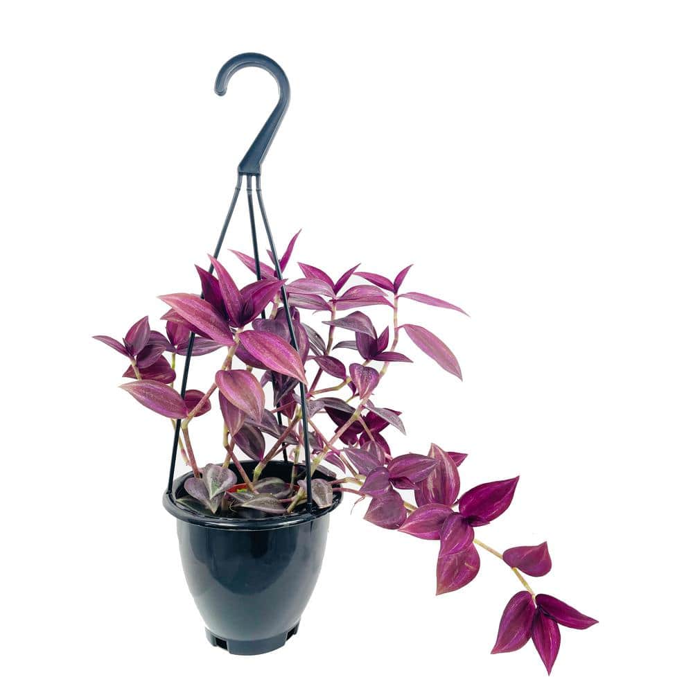 Wekiva Foliage Wandering Jew Plant Hanging Basket - Live Plant in a 4 in. Hanging Pot - Tradescantia - Beautiful Clean Air