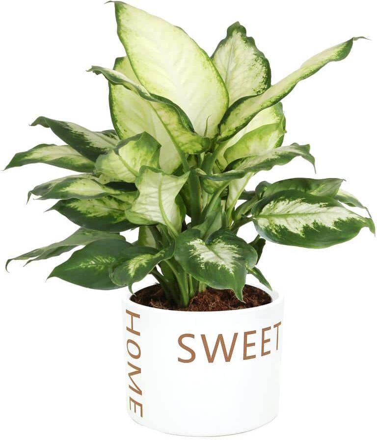 Costa Farms Dieffenbachia Dumb Cane Indoor Plant in 6 in. Home Sweet Home Ceramic Planter, Avg. Shipping Height 1-2 ft. Tall