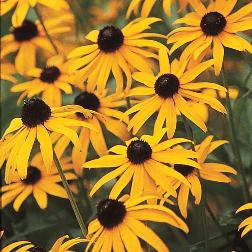 Spring Hill Nurseries Black Eyed Susan Rudbeckia Dormant Bare Root Flowering Perennial Starter Plant (1-Pack)