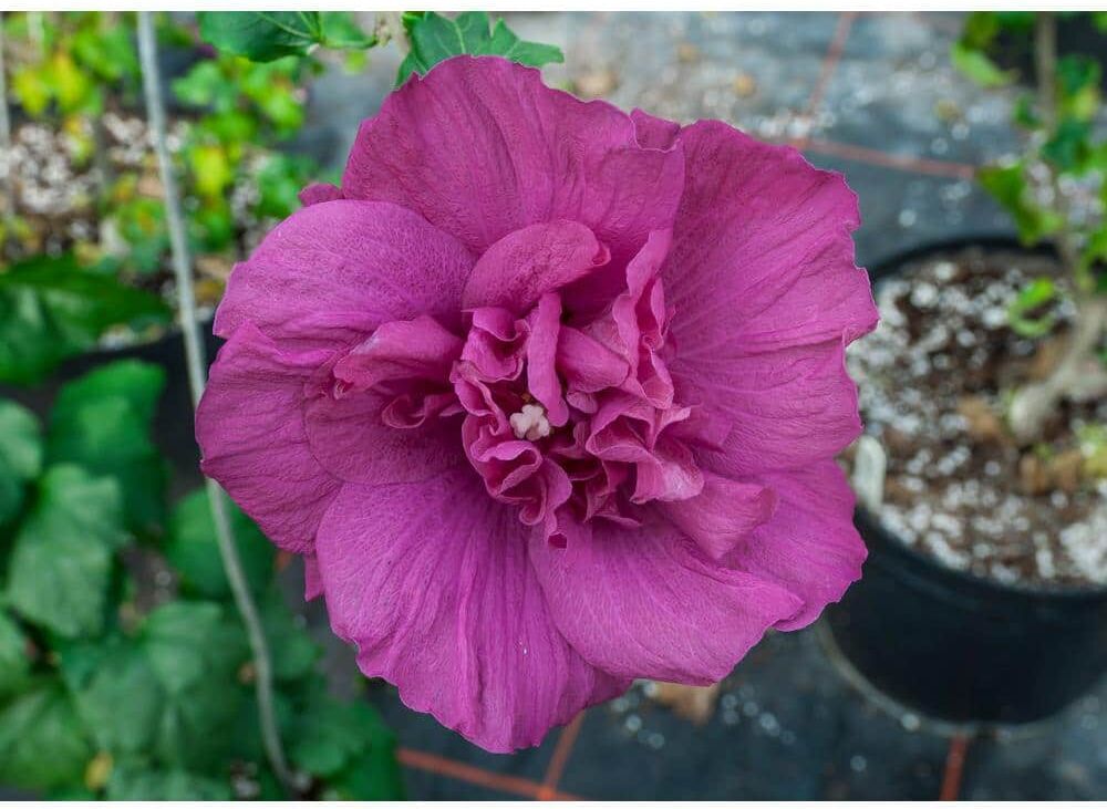 PROVEN WINNERS 1 Gal. MagentaChiffonRose Of Sharon Hibiscus Live Plant, Purple Flowers