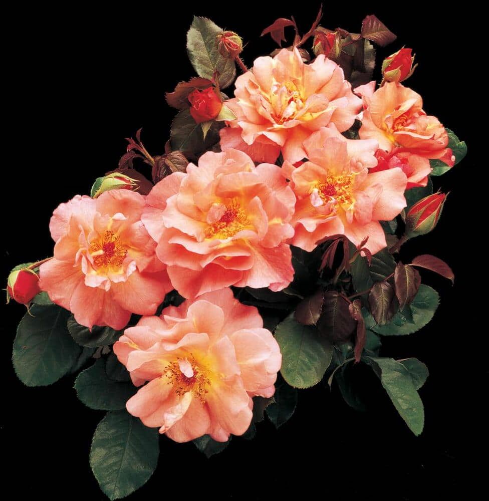 Spring Hill Nurseries Westerland Climbing Rose, Dormant Bare Root Plant with Apricot and Orange Color Flowers (1-Pack)