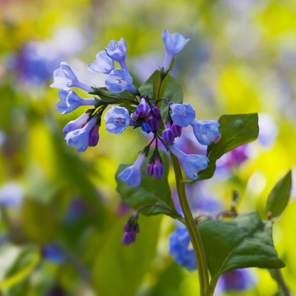 VAN ZYVERDEN Woodland Plant Virginia Blue Bells Roots (Set of 3)