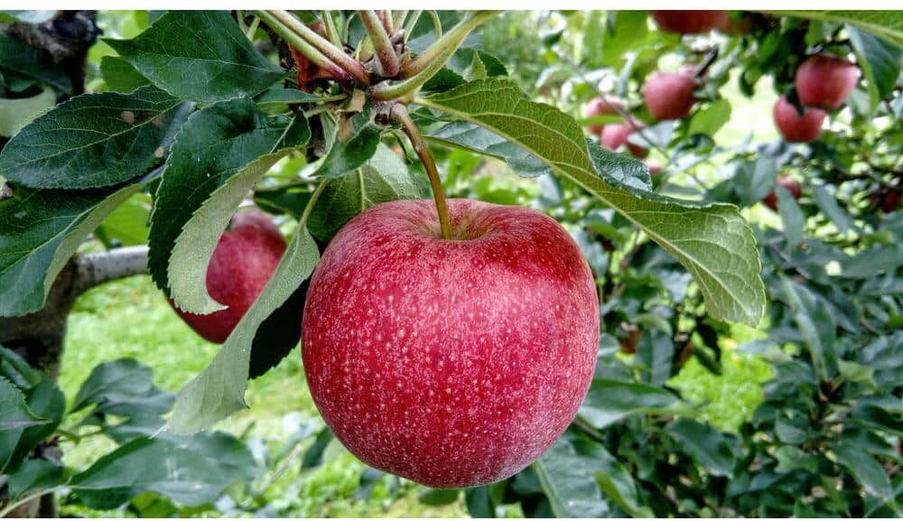 Online Orchards 3 ft. Winesap Heirloom Apple Tree with All-Around Uses Including Cider, Baking and Fresh Eating