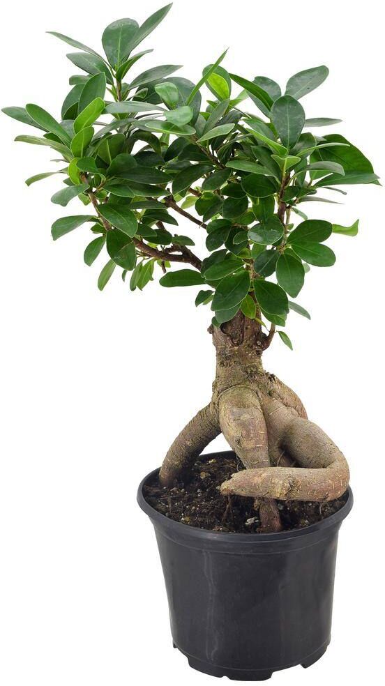 Arcadia Garden Products 6 in. Ginseng Ficus Bonsai Black Plastic Grower Pot