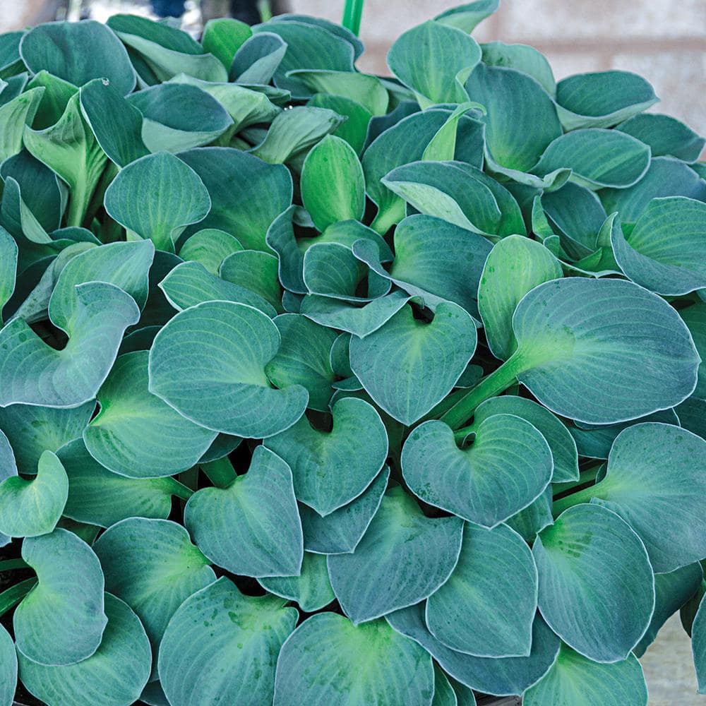 Spring Hill Nurseries Blue Mouse Ears Hosta Dormant Bare Root Perennial Plants Roots (3-Pack)