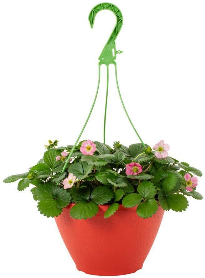 METROLINA GREENHOUSES 1 Gal. Strawberry Roman Red in Decorative Hanging Basket Annual Plant (1-Pack)