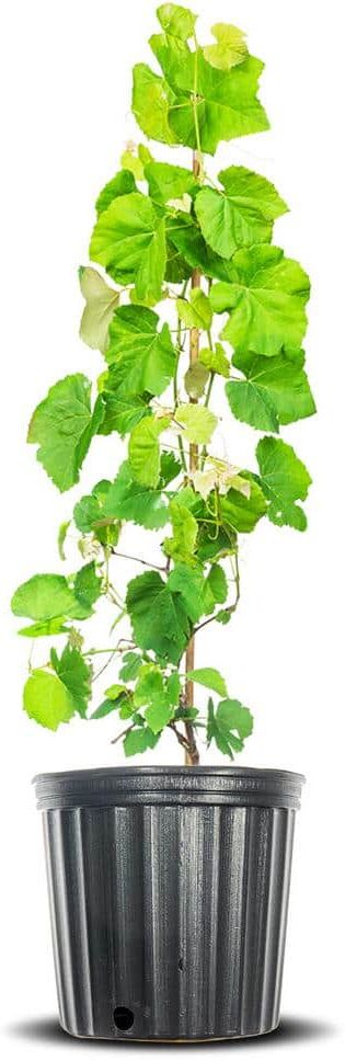 Perfect Plants Mars Grape Vine Plant in 3 Gal. Grower's Pot, Delicious Dark Purple Fruit