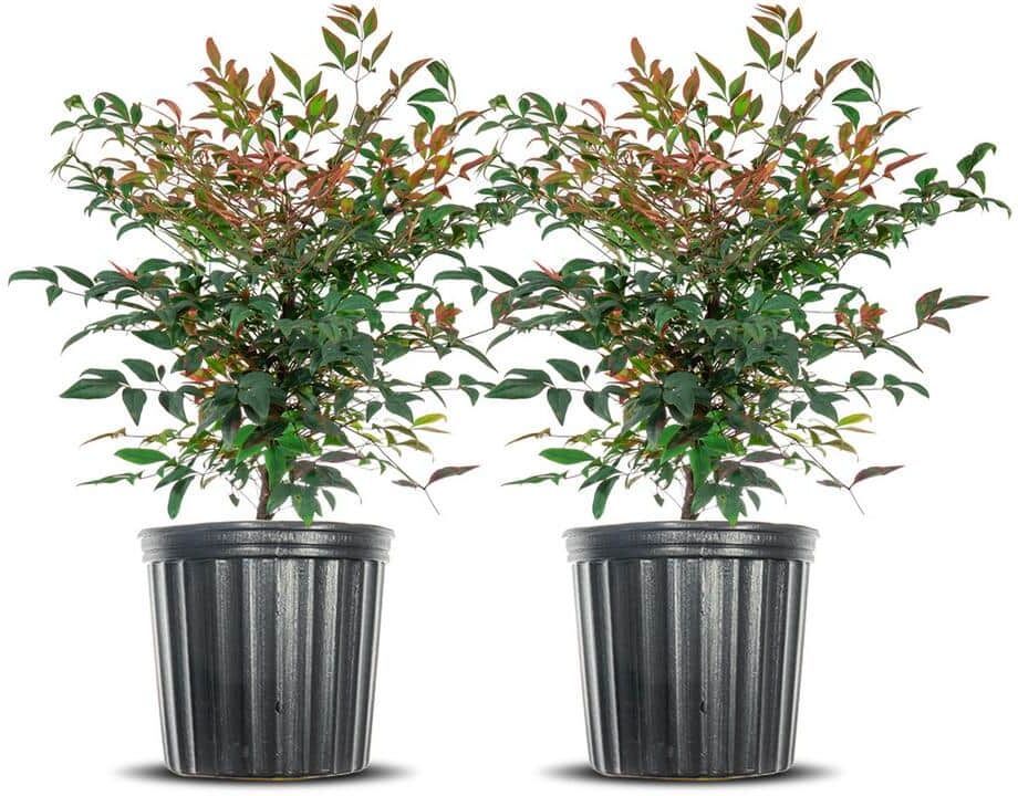 Perfect Plants 3 Gal. Nandina Gulfstream - Heavenly Bamboo Shrub (2-Pack)