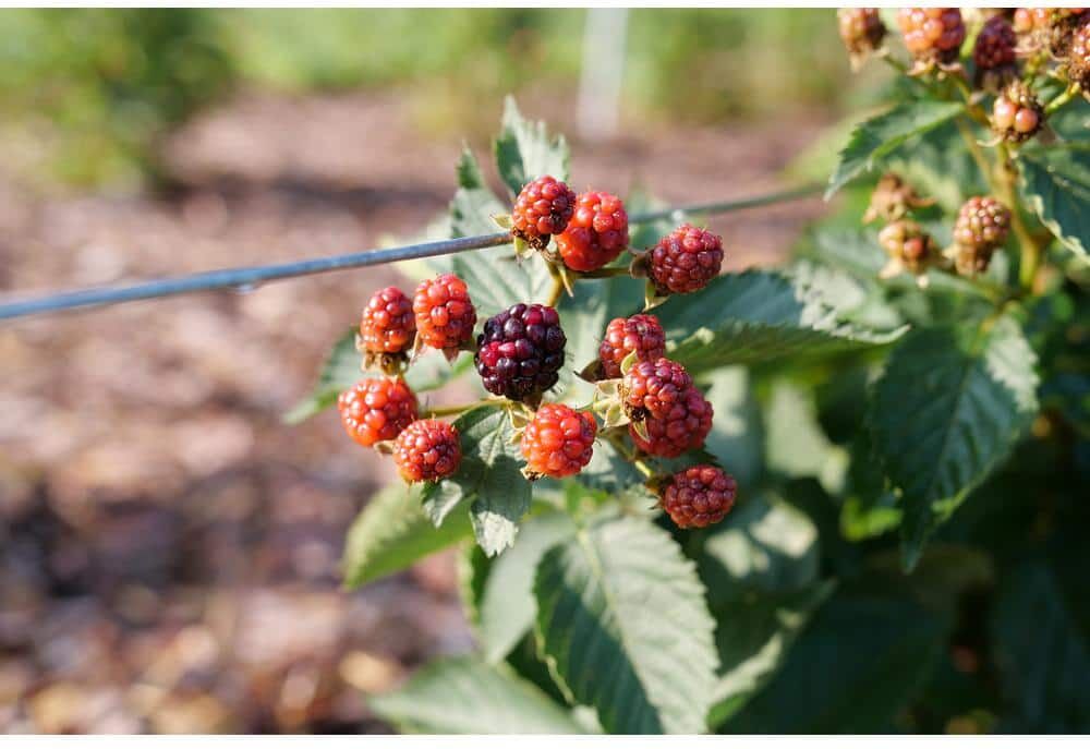 PROVEN WINNERS 1 Gallon Fruit-Bearing Taste of Heaven Blackberry (Rubus) Shrub