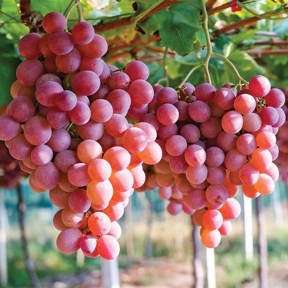 VAN ZYVERDEN Grapes Einset Seedless Plant (Set of 1)