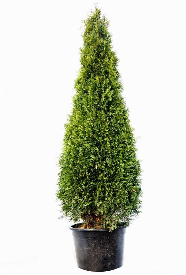 5 Gal. Emerald Green Arborvitae Tree