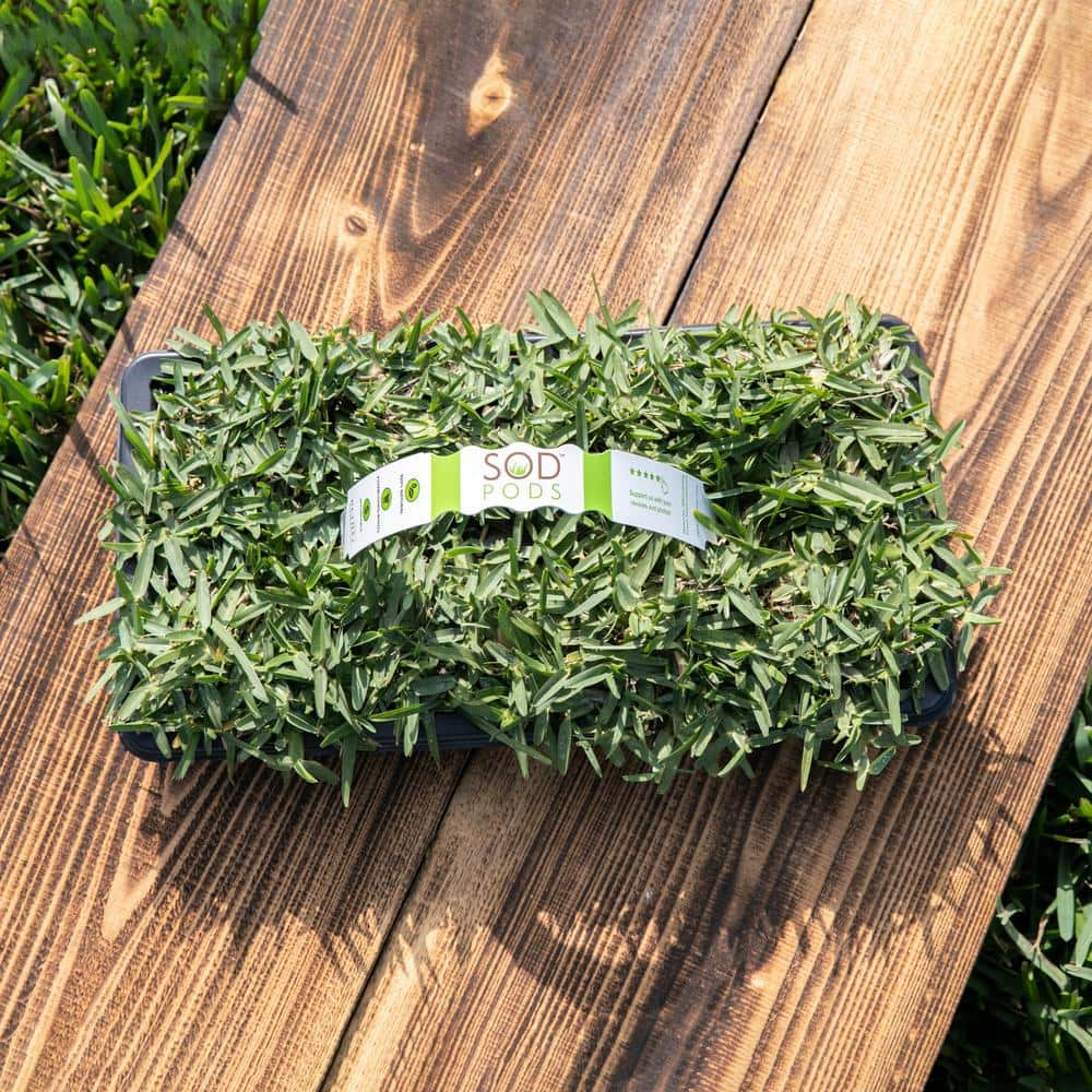 Sod Pods St Augustine CitraBlue Grass Sod Plugs Natural, Affordable Lawn Improvement (16-Count Trays)