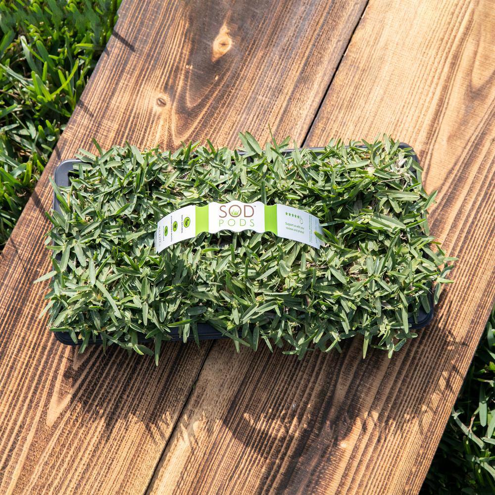 Sod Pods St Augustine CitraBlue Grass Sod Plugs Natural, Affordable Lawn Improvement (32-Count Trays)