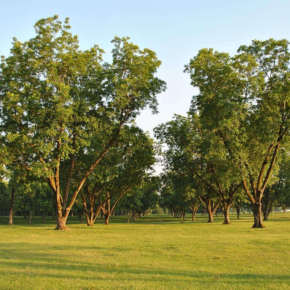 VAN ZYVERDEN Pecan Tree Collection Root Stocks (Set of 3)