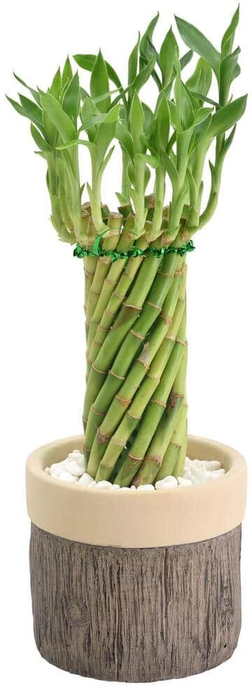 Arcadia Garden Products 4-1/2 in. Tornado Lucky Bamboo Stump Beige Ceramic Planter