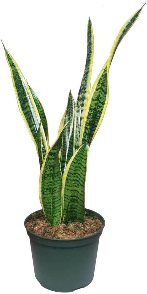 Sansevieria Snake Plant in 6 in. Growers Pot