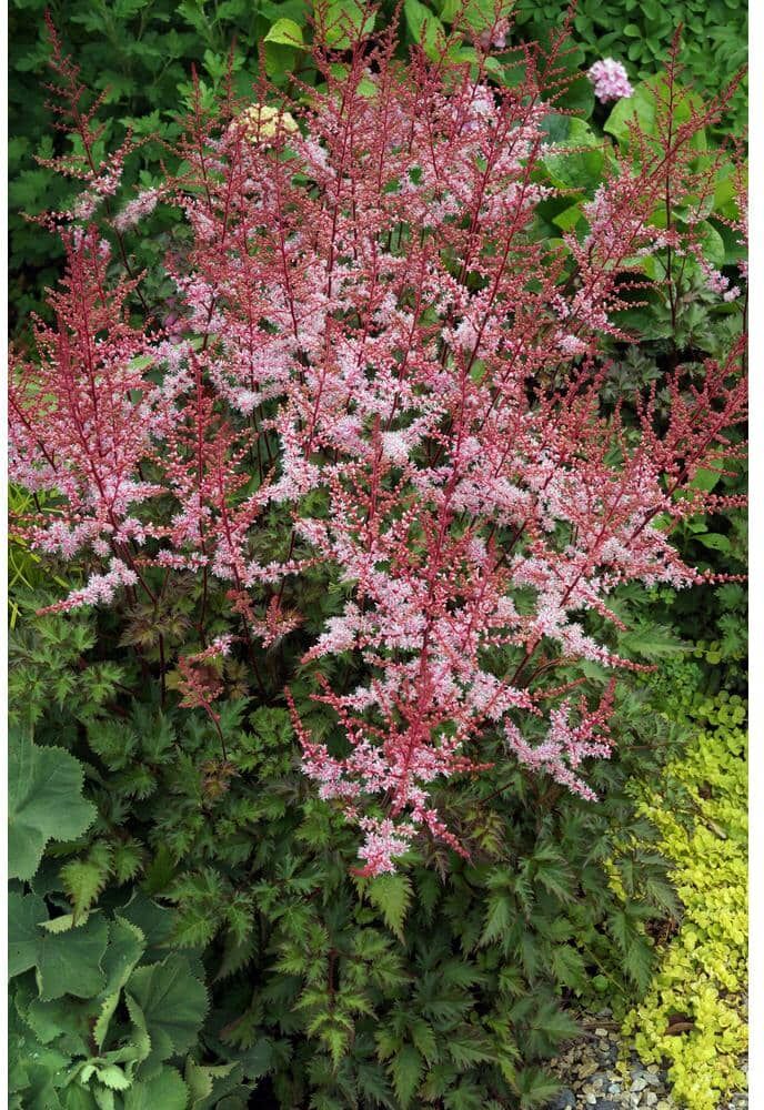 BELL NURSERY 3 Gal. Delft Lace Astilbe Live Flowering Shade Perennial Plant with Apricot Pink Flower Plumes