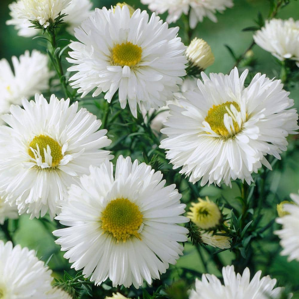 VAN ZYVERDEN Aster White Ladies (Set of 5 Roots)