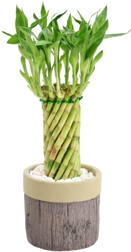 Arcadia Garden Products 4-1/2 in. Tornado Lucky Bamboo Stump Khaki Ceramic Planter