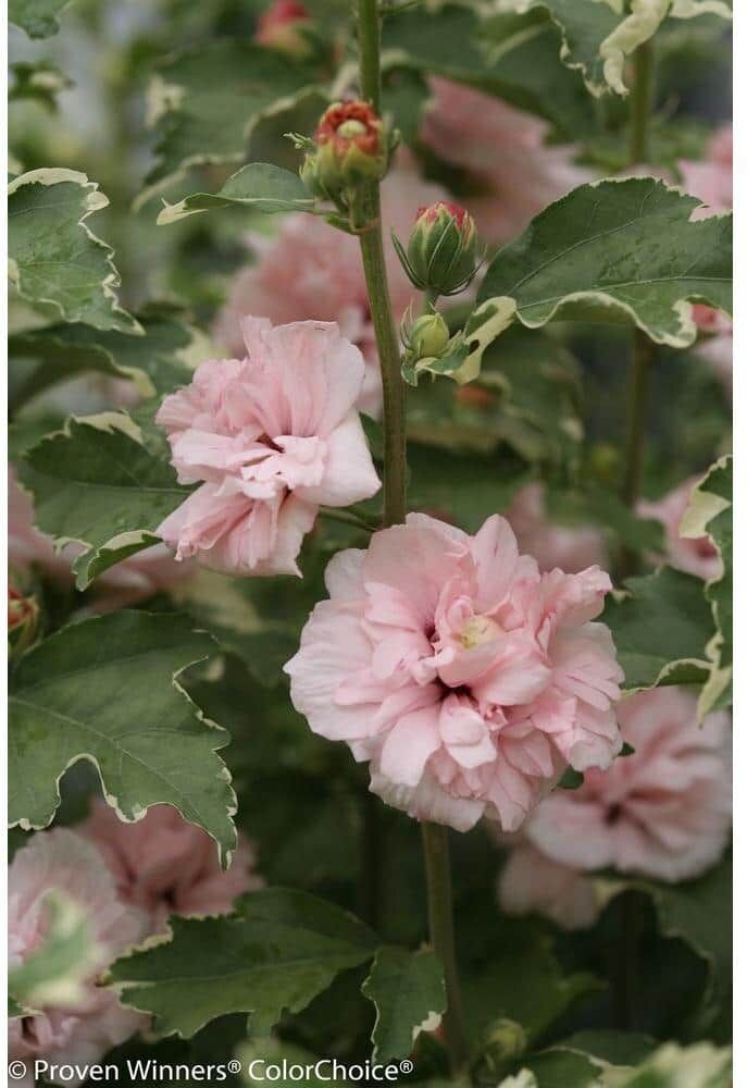 PROVEN WINNERS 1 Gal. Sugar Tip Rose of Sharon (Hibiscus) Live Shrub, Light Pink Flowers and Variegated Foliage