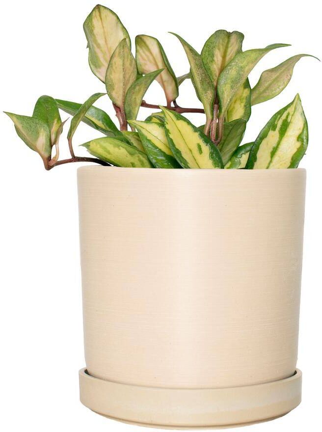 national PLANT NETWORK 5 in. Cream Upcycled Planter with 4 in. Hoya Tri-color