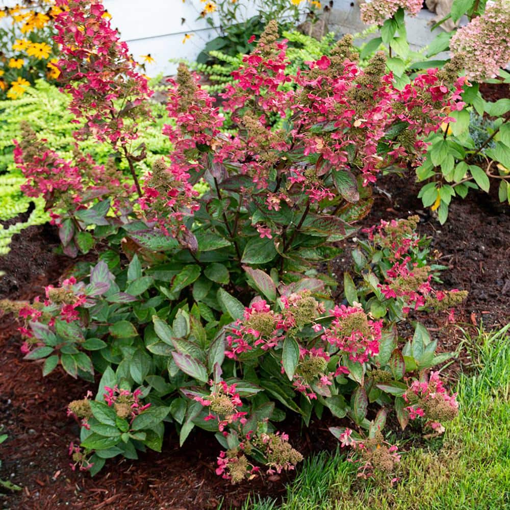 VAN ZYVERDEN Hydrangea Flare 4 in. Potted Rocketliners (Set of 3 Plants)