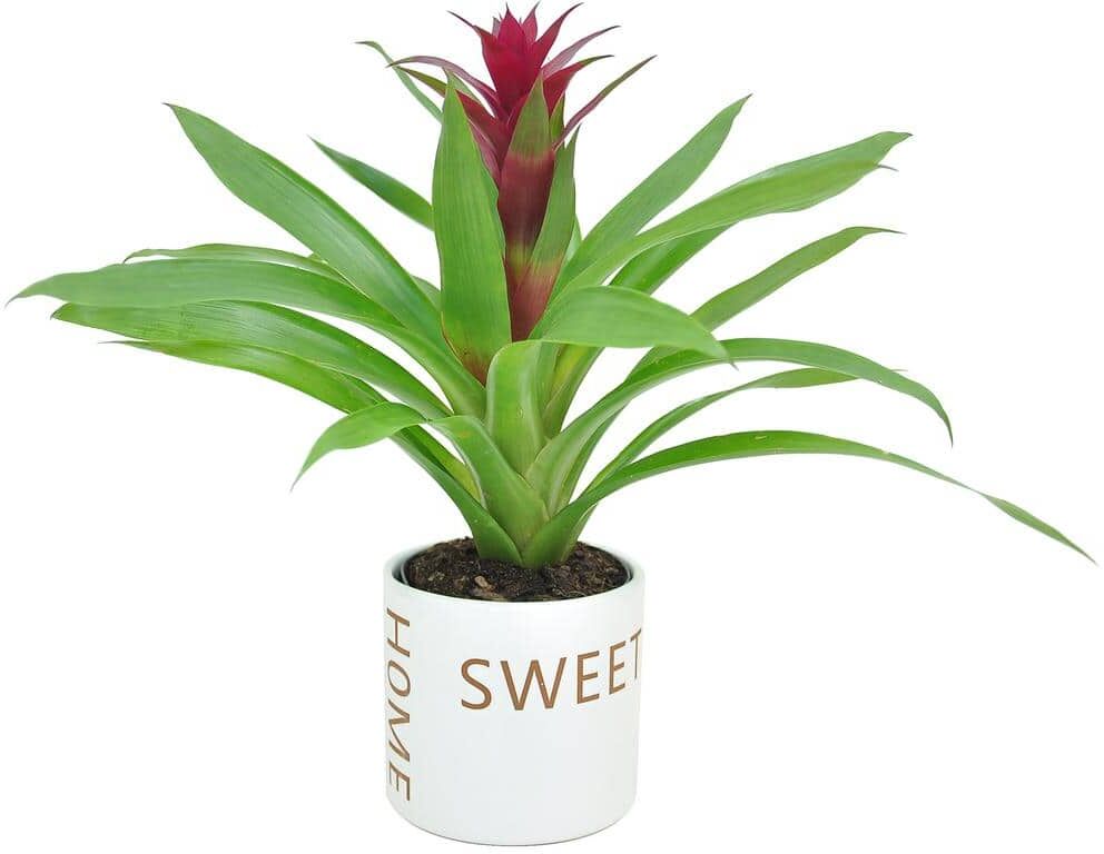 Costa Farms Grower's Choice Bromeliad Indoor Plant in 4 in. Home Sweet Home Ceramic Planter, Avg. Shipping Height 1-2 ft. Tall