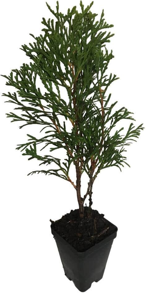 Daylily Nursery 6 in. to 14 in. Tall Emerald Green Arborvitae Perennial 4 Separate Plants in 4 Separate Pots