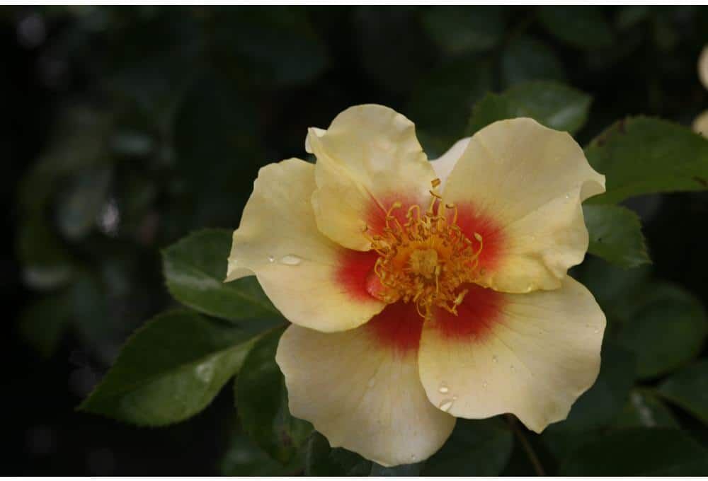 PROVEN WINNERS 1 Gal. Ringo Rose Rosa Live Plant, Yellow and Pink Flowers