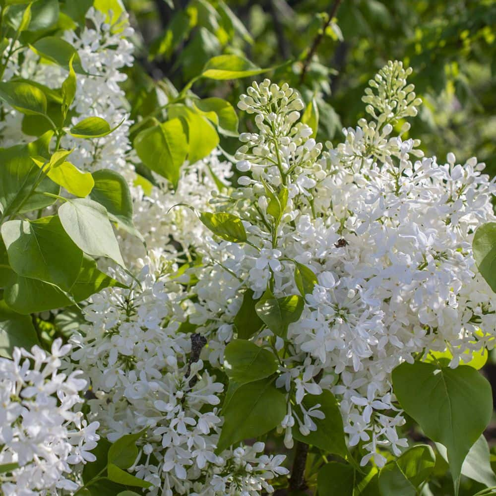 BLOOMABLES 2 Qt.  Lilac New Age White Syringa Shrub with White Flowers in Stadium Pot