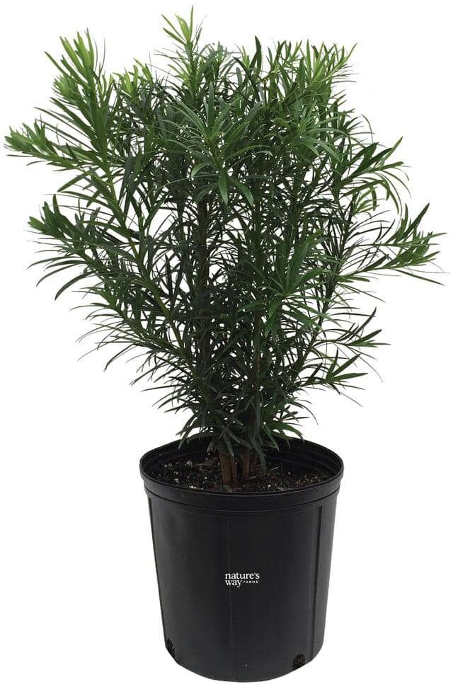 NATURE'S WAY FARMS Podocarpus Live Outdoor Plant in Growers Pot Avg Shipping Height 2 ft. to 3 ft. Tall