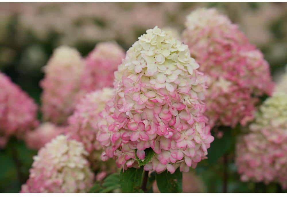 PROVEN WINNERS 1 Gal. Limelight 'Prime' Hydrangea (Arborescens) Live Plant, Green and Pink Flowers