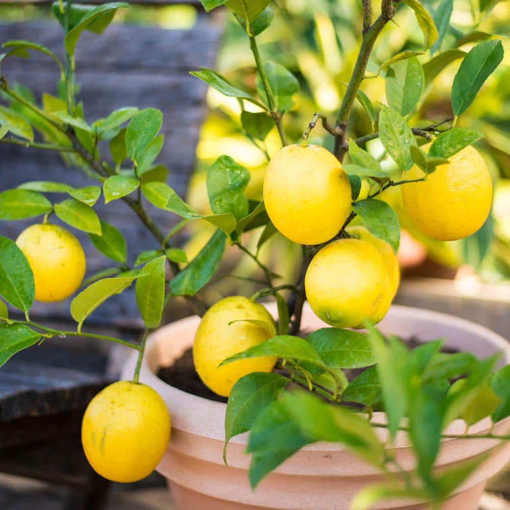 Gurney's Meyer Lemon Citrus Fruit Tree grown in a 6 in. Pot (1-Pack)