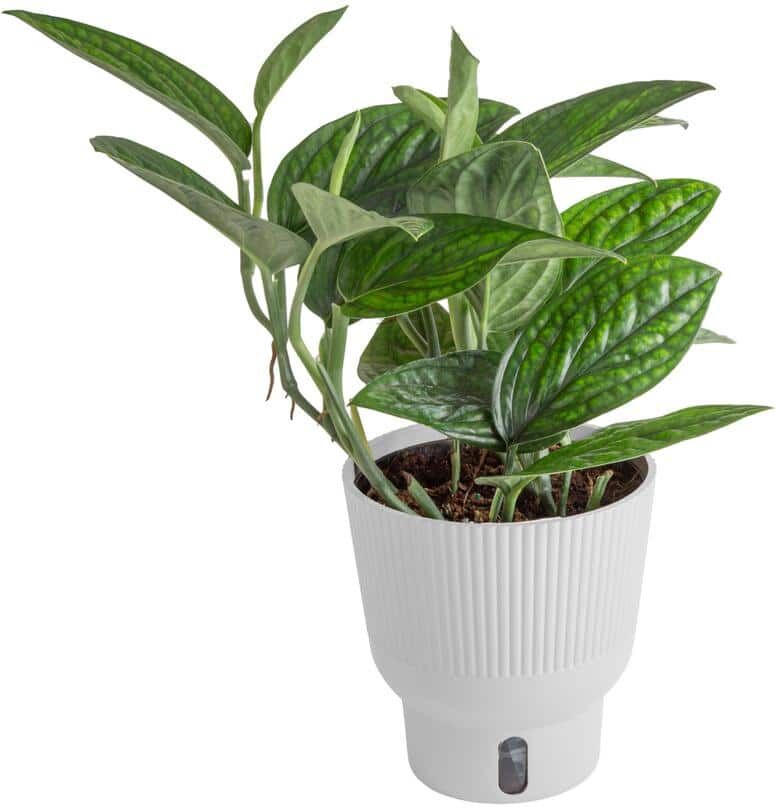 Costa Farms 6 in. Trending Tropicals Green Galaxy Monstera Plant in White Decor Pot