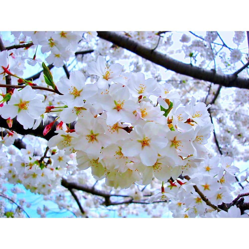 Online Orchards 3 ft. Yoshino Cherry Blossom Tree with Fragrant White Almond Scented Flowers