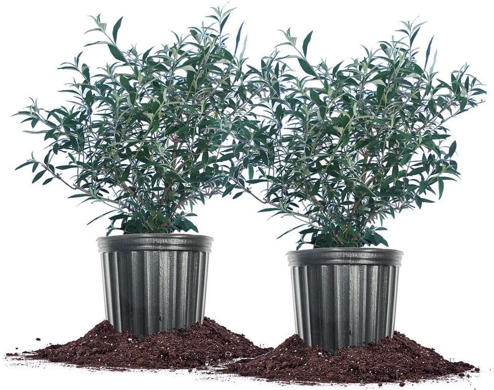 Perfect Plants 3 Gal. Black Knight Butterfly Bush Flowering Shrub (2-Pack)