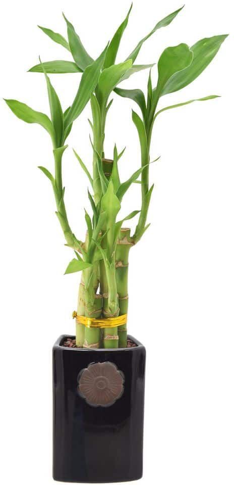 Arcadia Garden Products 2-1/2 in. 5-Stem Lucky Bamboo Contour II Black Ceramic Planter