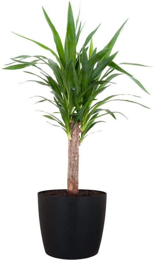 United Yucca Cane Live Indoor Outdoor Plant in 10 inch Premium Sustainable Ecopots Dark Grey Pot with Removeable Drainage Plug