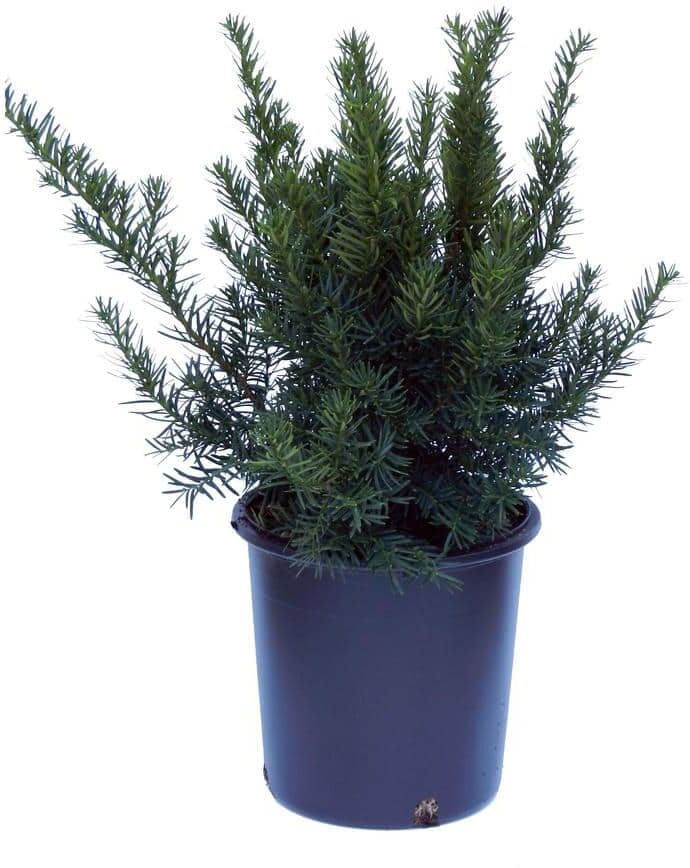 Cottage Gardens 1 Gal. Densiformis Taxus (Yew) Plant