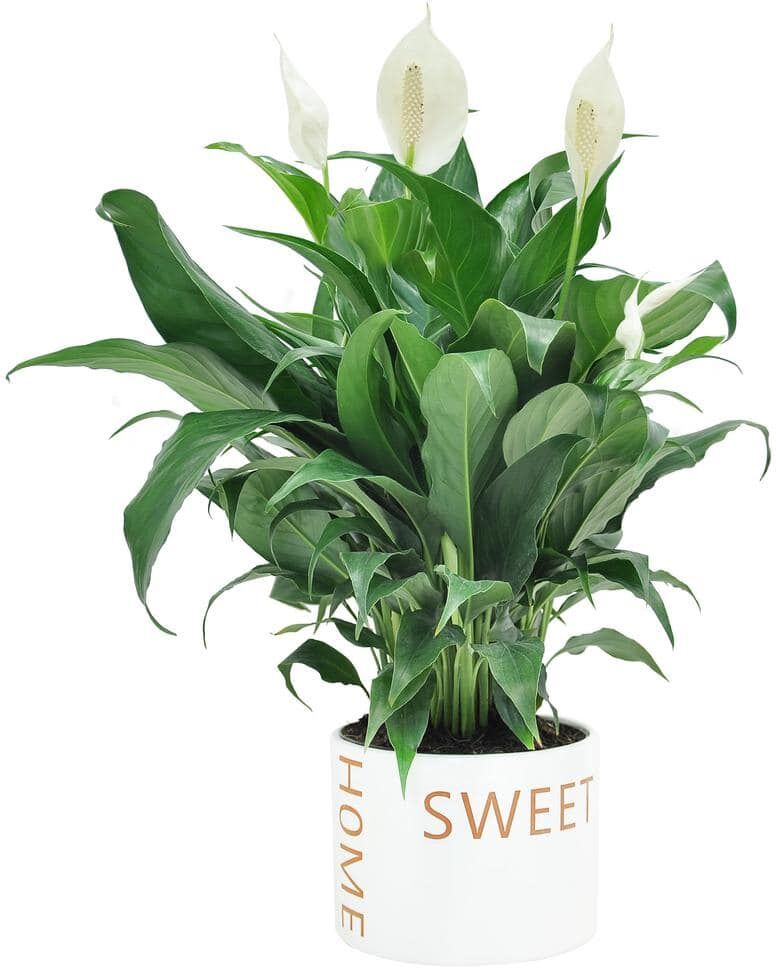 Costa Farms Spathiphyllum Peace Lily Indoor Plant in 6 in. Home Sweet Home Ceramic Planter, Avg. Shipping Height 1-2 ft. Tall