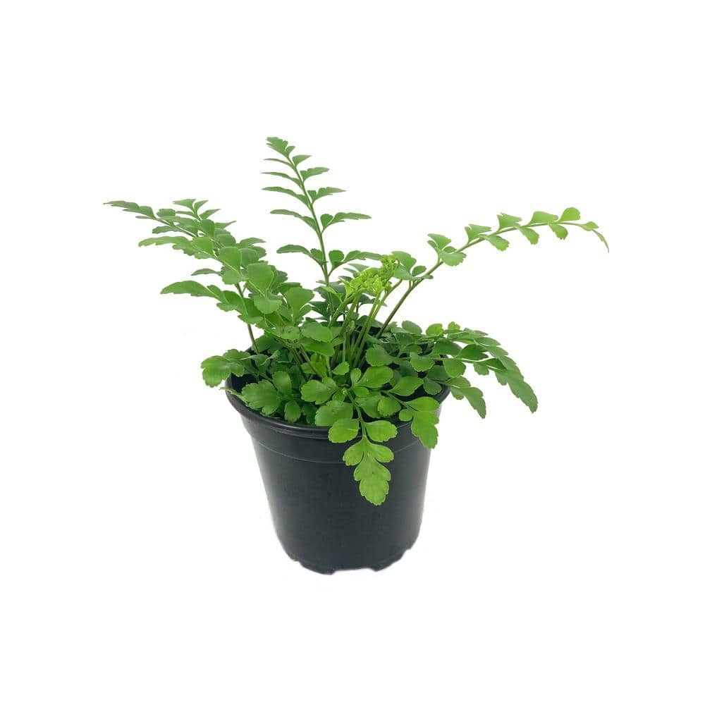 Wekiva Foliage 4 in. Austral Gem Fern - Live Plant in a Pot - Asplenium Parvati - Rare and Exotic Ferns from Florida
