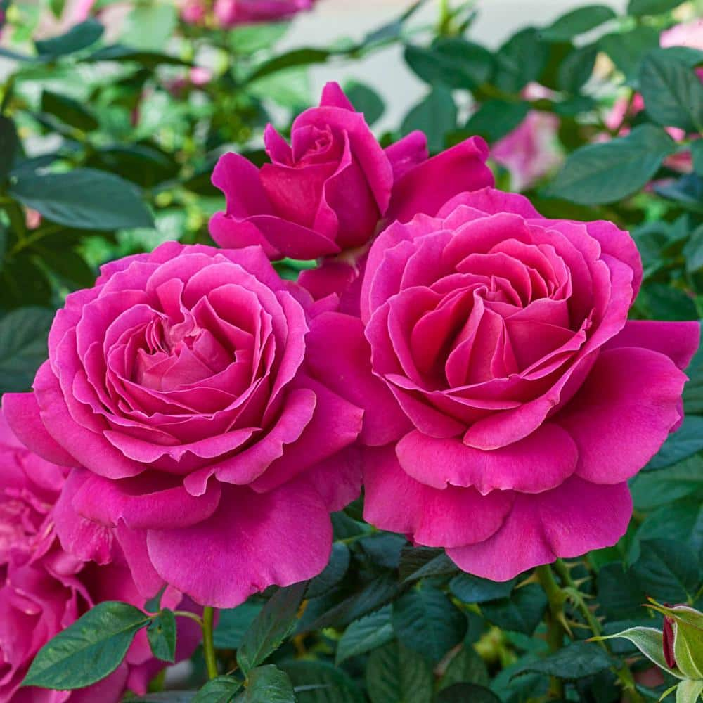 Spring Hill Nurseries Pretty Lady Downton Abbey Grandiflora Rose, Dormant Bare Root Plant, Pink Color Flowers (1-Pack)