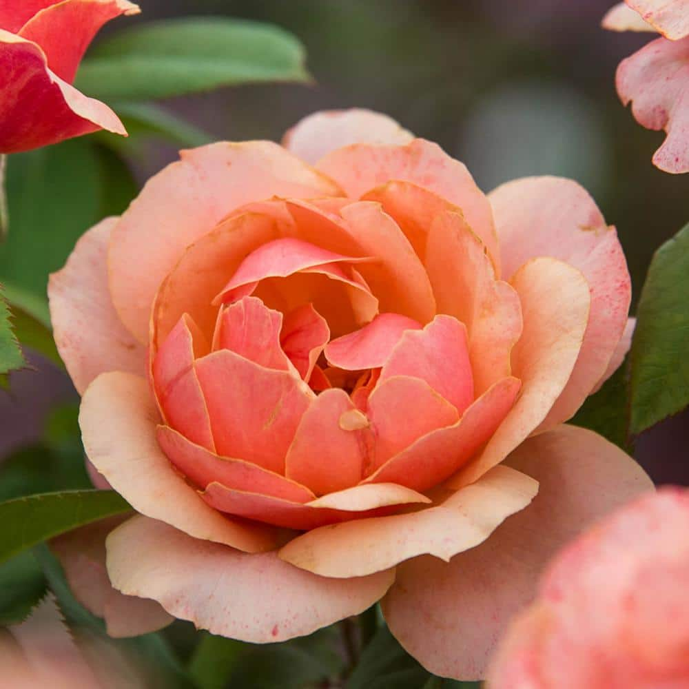 Spring Hill Nurseries State of Grace Grandiflora Rose, Dormant Bare Root Plant with Orange Flowers (1-Pack)