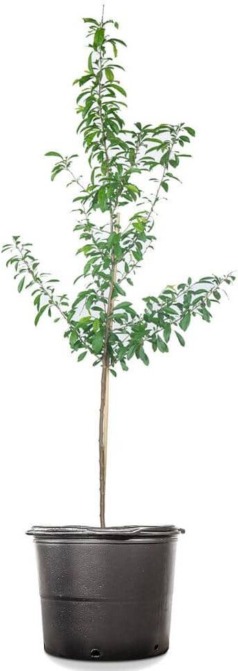 Perfect Plants 4-5 ft. Tall Bruce Plum Tree in 5 Gal. Grower's Pot, Fruit Matures Mid Summer