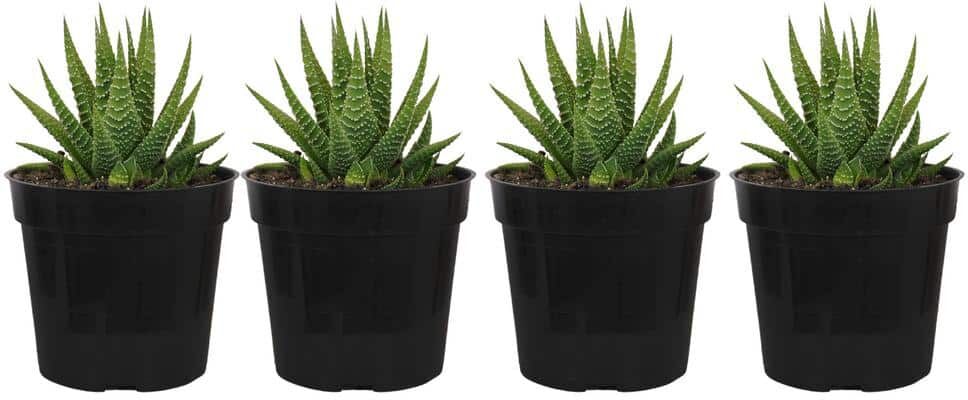 United Grower's Choice Haworthia Succulent (4-Pack) in 4 inch Grower Pot