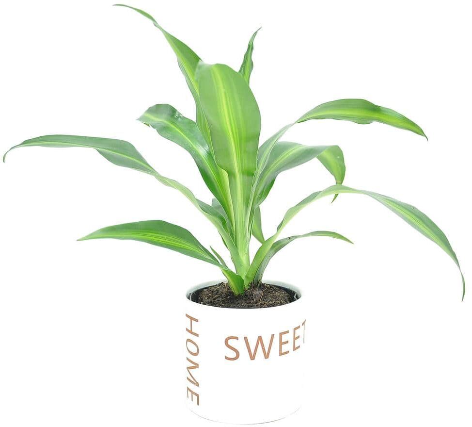 Costa Farms Grower's Choice Dracaena Indoor Plant in 4 in. Home Sweet Home Ceramic Planter, Avg. Shipping Height 8 in. Tall