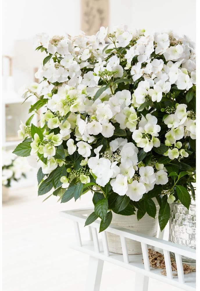 PROVEN WINNERS 1 Gal. Fairytrail Bride (Cascade Hydrangea) Live Plant, Shrub, White Flowers