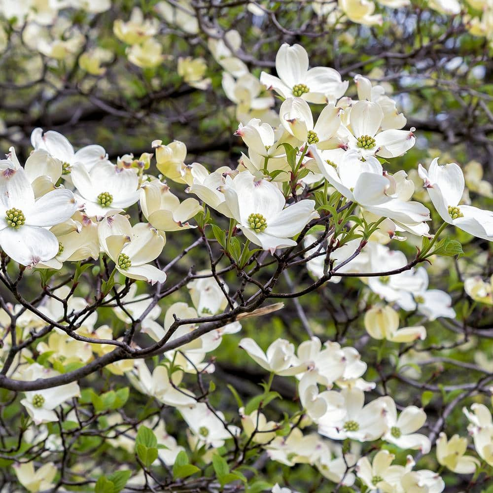 VAN ZYVERDEN White Ornamental Dogwood Tree